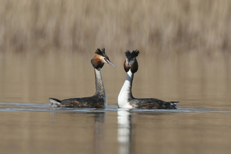 A pair of Great Crested Grebes