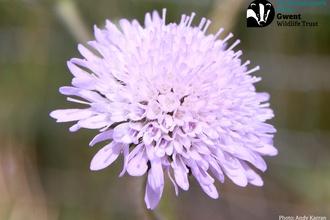 Field Scabious