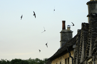 Common swift (Apus apus) screaming party silhouetted against the sky as they fly in formation over cottage roofs at dusk
