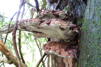 Ganoderma carnosum 