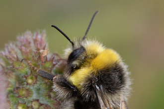 Bumblebee