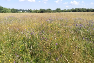 Bridwell Common nature reserve grid-mapping