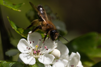 Hawthorn with honey bee