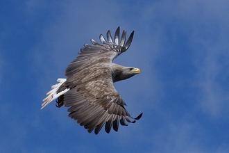 White-tailed sea eagle