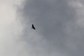 White-tailed Sea Eagle G816 was spotted by Dr Sophie-lee Williams dwarfing all birds soaring with him