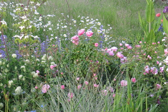 Rosa 'Queen of Sweden' living happily with ornamental perennials and meadow lawn flowers