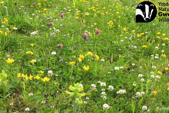 Meadow-Plant-Identification-for-Beginners-at-Pentwyn-Farm Lee Schofield