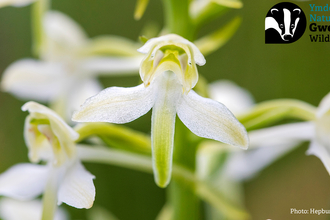 Meadow Plant Identification for Intermediates