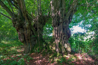  Small Leafed Lime Tree at Prisk Wood 