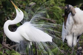 How Birds Live Together