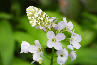 Female  Orange tip on Ladysmock