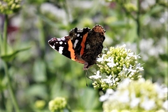 Red Admiral butterfly