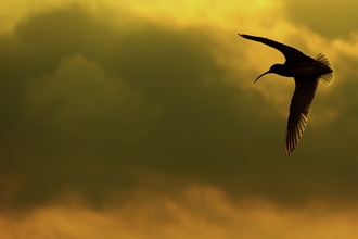 Curlew in the Peak District