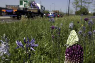 Wild flower planting in urban situation, with green-viened white butterfly, Pieris napi, Sheffield city centre - Paul Hobson