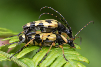 Black and yellow Longhorn beetles