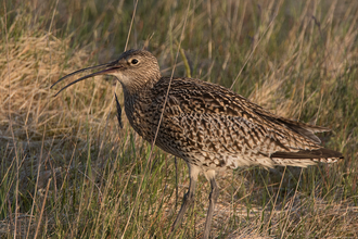 curlew