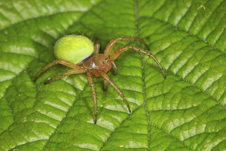 A cucumber spider sitting on a leaf. It's a yellowish-brown spider, with a bright apple green abdomen