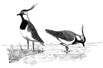 Pair of lapwing sketched by Richard Mundy