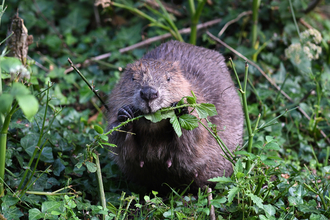 beaver wildlife trust