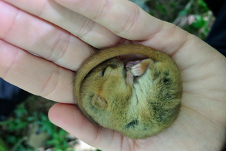 Torpid dormouse in hand