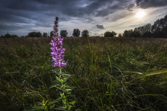 Gwent Levels landscape