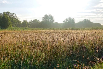 Magor Marsh Nature Reserve by Hugh Gregory