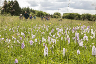 A field of Health spotted orchids