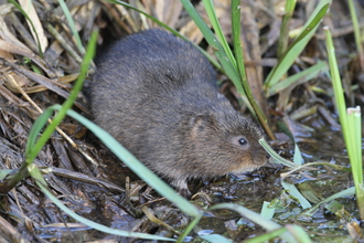 Water Vole in the Gwent Levels, a stronghold for these small mammals
