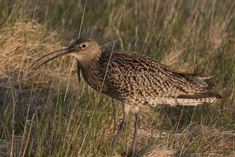 Curlew Bird with a long beak and mottled feathers standing in marshy grass
