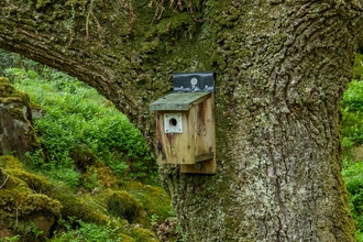 Bird Nest Box