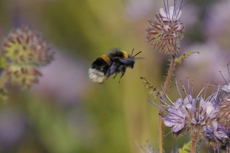 Buff-tailed Bumblebee