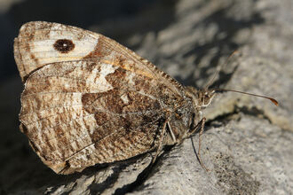 Photo of Adult Grayling Butterfly