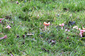 Photo panorama of Pink Waxcaps