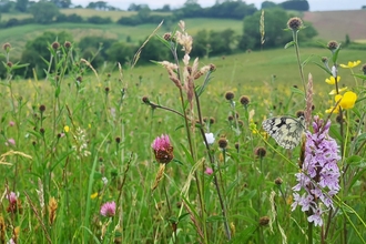 A flower rich meadow