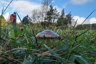 Grassland Fungi Parrot Waxcap