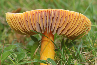 Crimson waxcap