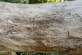 Image of the galleries created under tree bark by bark boring beetles