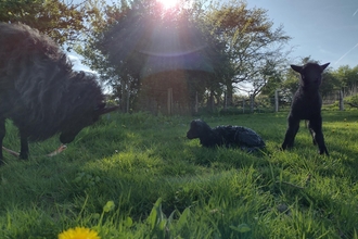 Pentwyn lambs