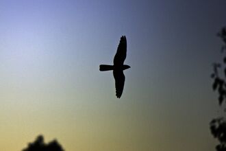 The silhouette of a nightjar as it flies across a dusk sky, deep blue with orange hues towards the horizon