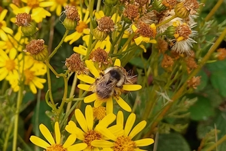 Bumblebee