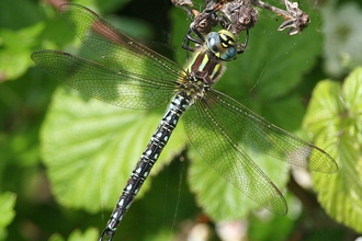 Hairy Dragonfly - Andy Karran