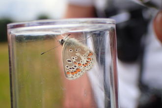 Common blue butterfly