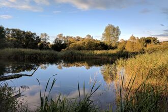 Magor Marsh pond view