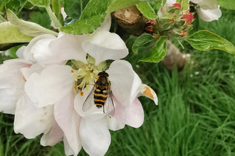 Image of Orchard Tree in Flower with Hoverfly