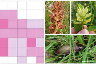 Grid map sample and some wildlife