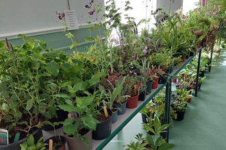 Photo of Chepstow group annual plant sale