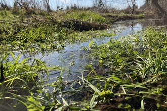 River Meadow