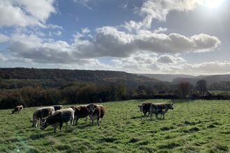 Autumnal view over Wyeswood Common with Longhorn cattle