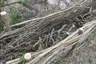An image of wood stacked, hedge