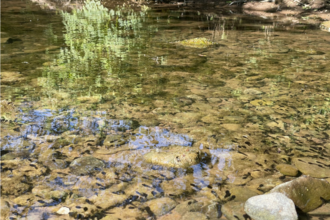 a pond with stones, and reflections